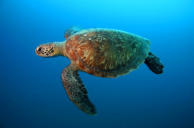 A importância de unir esforços para proteger as áreas de alimentação de tartarugas marinhas